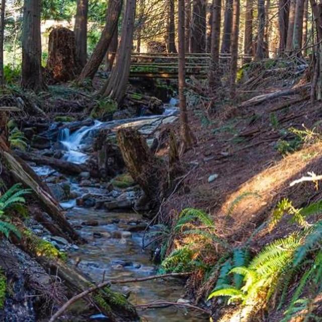 Forest Haven Hideaway Roberts Creek Extérieur photo